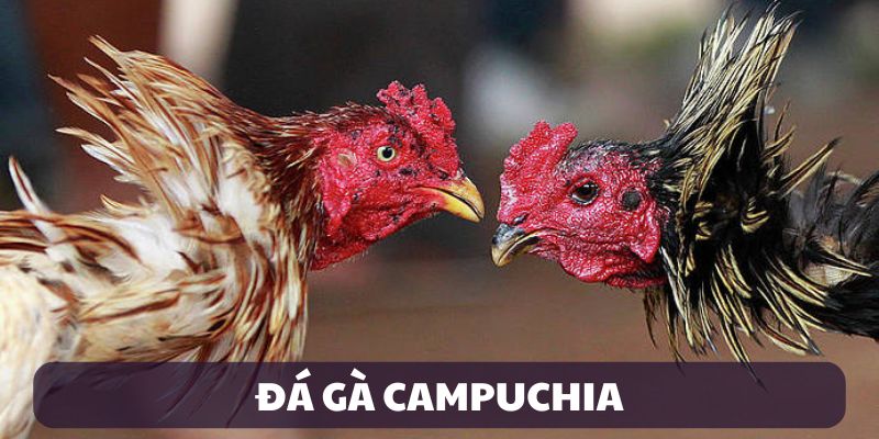 Đá gà campuchia