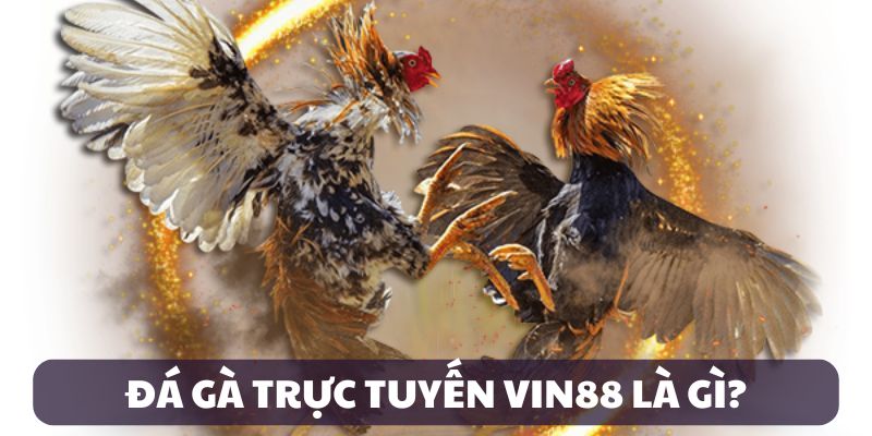 Giới thiệu đá gà trực tuyến VIN88